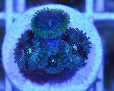 Wysiwyg live coral for sale  Oceanside