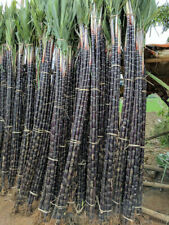 1 pacote com 150 sementes de cana-de-açúcar preta sacarum orgânico comprar usado  Enviando para Brazil