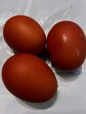 fertile olive egger eggs for sale  High Springs