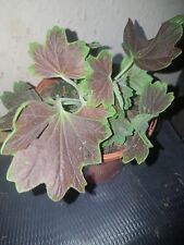 Geranium chocolate pelargonium for sale  SWINDON