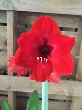 Red lion amaryllis for sale  Rock Island