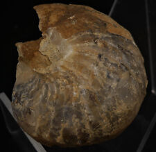 Fossile calcifié nautilus d'occasion  Marcq-en-Barœul