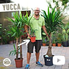 Yucca elephantipes tronchetto usato  Reggio Emilia