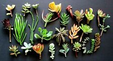 Mini succulents cuttings for sale  San Dimas