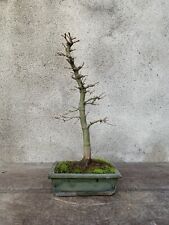 bonsai italiano usato  Vanzaghello