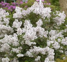 french lilac plants for sale  Pelzer