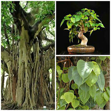 ficus religiosa usato  Nizza Di Sicilia