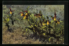 Artist AK Photochromy No. 780: Flowers Cypripedium calceolus  for sale  Shipping to South Africa