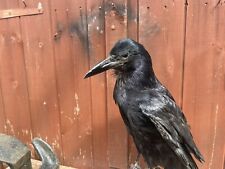 Taxidermy rook. crow for sale  STANFORD-LE-HOPE