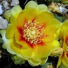 prickly pear cactus for sale  Shipping to Ireland