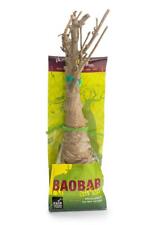 Baobab setzling jahre gebraucht kaufen  Straubing