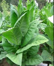Semillas de tabaco SZAMOSI HÚNGARAS más de 300 semillas (tabaco oscuro) segunda mano  Embacar hacia Mexico