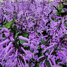 Mona lavender perennial for sale  Wauchula