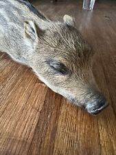 baby wild boar for sale  Saint Regis Falls