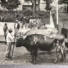 Antique 1918 cattle for sale  Niagara Falls