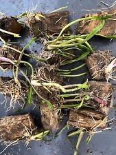 Horseradish starts organic for sale  Malad City