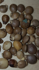 Pistacia terebinthus  Cornicabra   500 semillas seeds  comprar usado  Enviando para Brazil