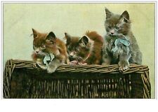 Chats. 1329.chatons gris d'occasion  France