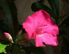 Adenium obesum Mermaid - rosa del deserto (1 pianta in vq7 di H 5/10 cm) usato  Napoli