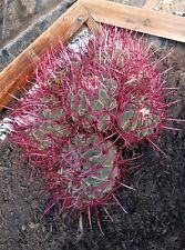 Cactus red barrel for sale  Victorville