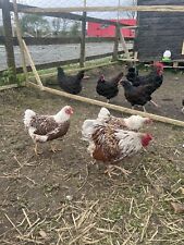 Mix pure breeds for sale  CHESTERFIELD