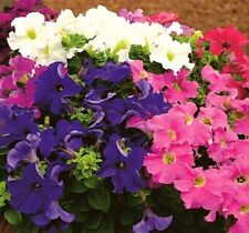 Petunia nano mix for sale  Shipping to Ireland