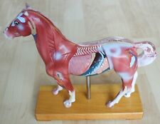 Pferd akupunktur anatomisches gebraucht kaufen  Taufkirchen