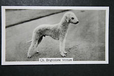 Bedlington terrier show for sale  Shipping to Ireland