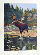 Bull moose rack for sale  New Providence