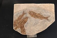 Poissons fossile dapalis d'occasion  Forcalquier