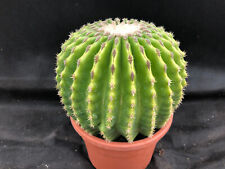 Echinocactus grusonii inermis usato  Massafra