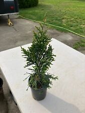 Thuja green giant for sale  Townsend
