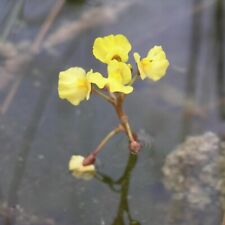 Utricularia bladderwort mix for sale  Shipping to Ireland