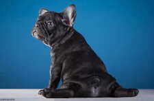 French bulldog pet for sale  BIRMINGHAM
