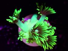 Highlighter green goniopora for sale  LONDON