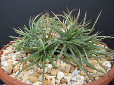 DYCKIA CHORISTAMINEA. exotic terrestrial bromeliad rare succulent seed 10 seeds for sale  Shipping to South Africa