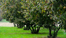  100 albero alberi nocciolo nocciola nocciole nuovo noccioleto tonda Giffoni usato  Giffoni Valle Piana