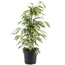 Ficus starlight variegated for sale  UK