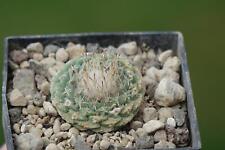 Cactus cacti strombocactus for sale  Shipping to United Kingdom