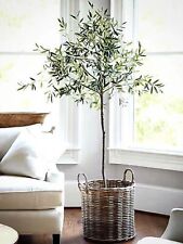 Olive tree arbequina for sale  Baton Rouge