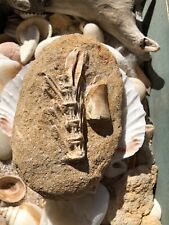 Gebruikt, Dinosaur Tooth Fossil Mosasaur Mosasaurus On Composite Rock 100% Genuine tweedehands  verschepen naar Netherlands