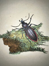 1798 DONOVAN NATURAL HISTORY BRITISH INSECTS H/C #222 Carabus Violaceus for sale  Shipping to South Africa