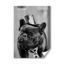 Adorable french bulldog for sale  SELBY