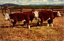 Hereford calves pasture for sale  Tacoma