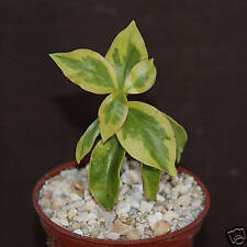 Pereskia aculeata variegated for sale  Miami