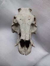 Pig skull teeth for sale  BRISTOL
