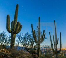 Giant saguaro cactus for sale  Bullhead City