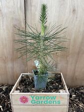Japanese black pine for sale  CHORLEY