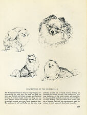 Pomeranian pom vintage for sale  Shipping to Ireland