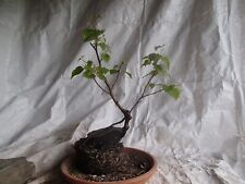 Utdoor pre bonsai gebraucht kaufen  Alfter